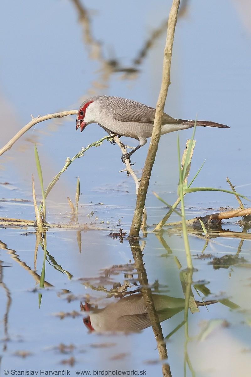 Arabian Waxbill - ML632128628