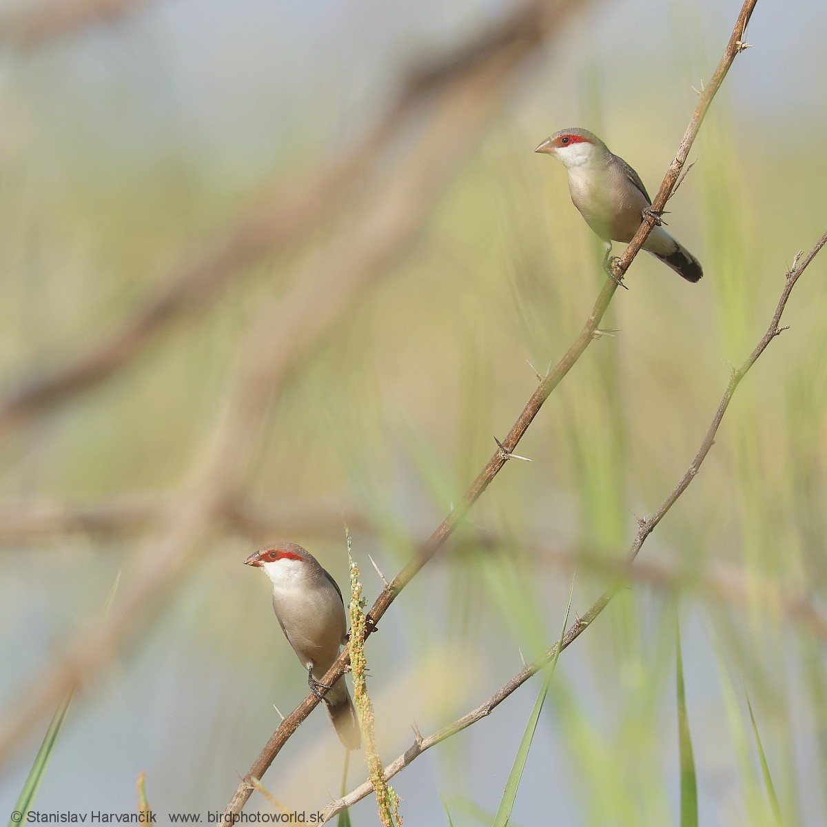 Arabian Waxbill - ML632128629