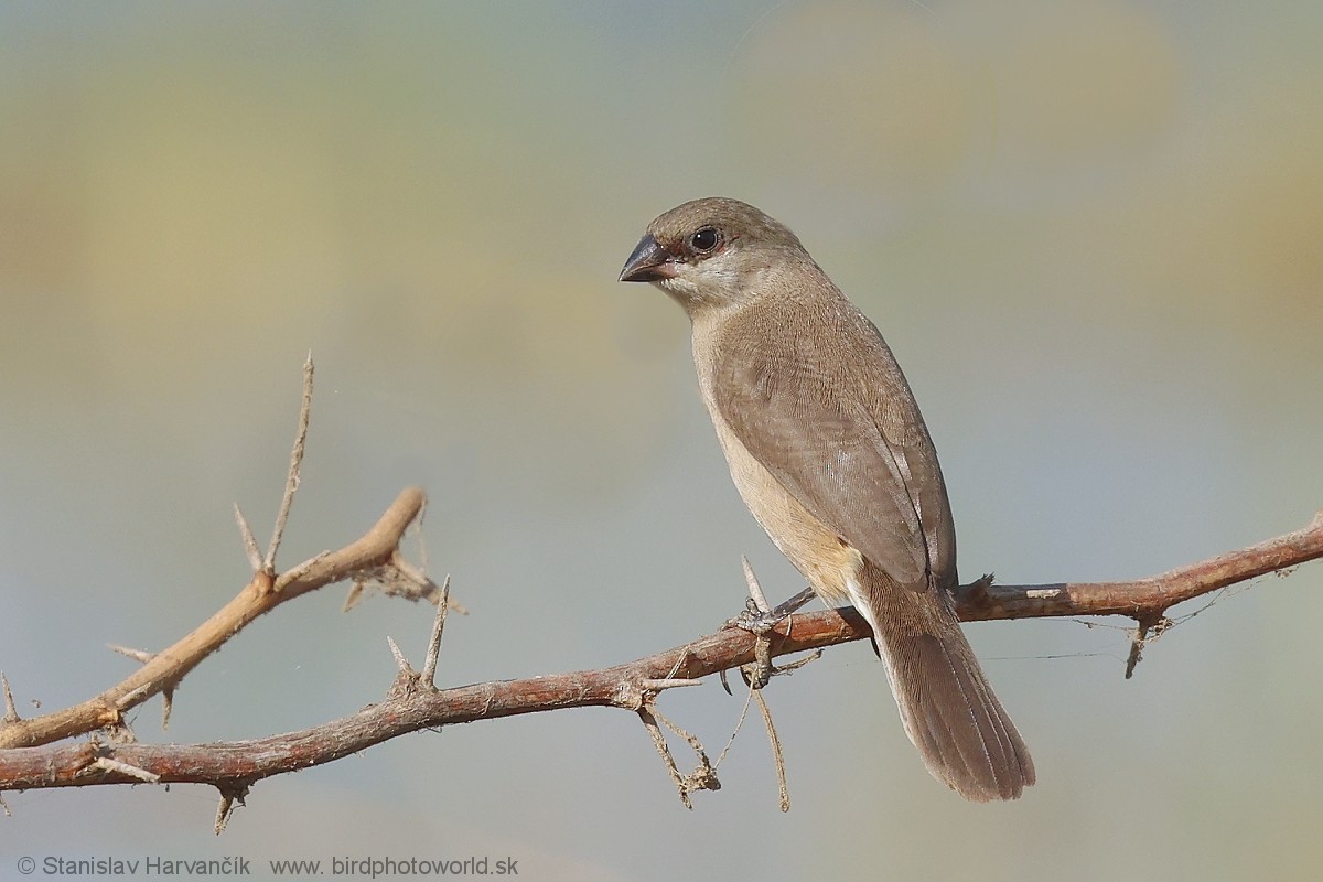 Arabian Waxbill - ML632128630