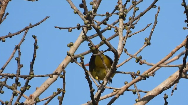 Indian Golden Oriole - ML632128935