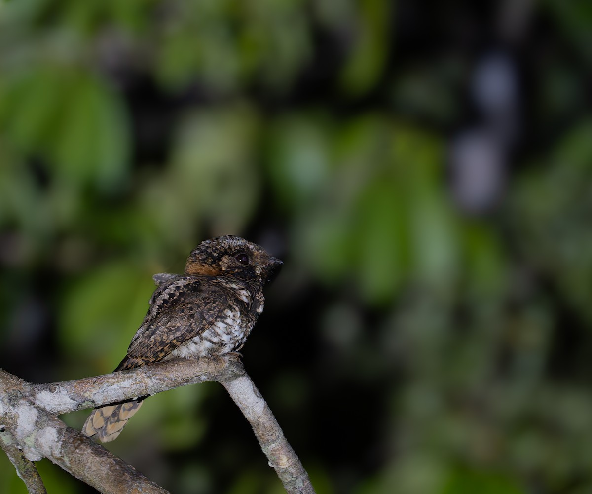 Yucatan Nightjar - ML632129032