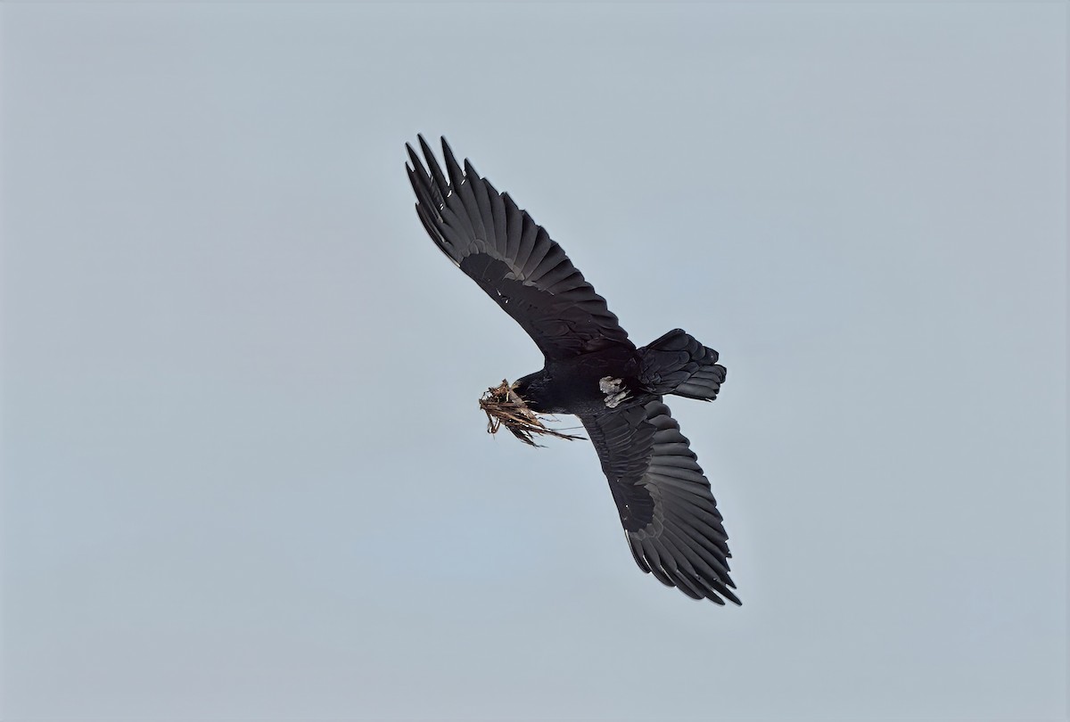 Common Raven - ML632129295