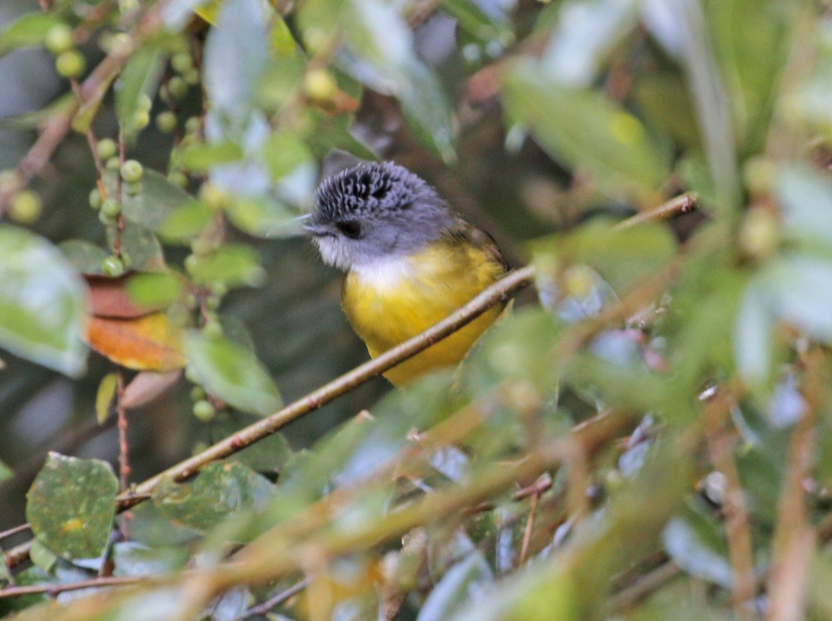 Yellow-bellied Bulbul - ML632129326