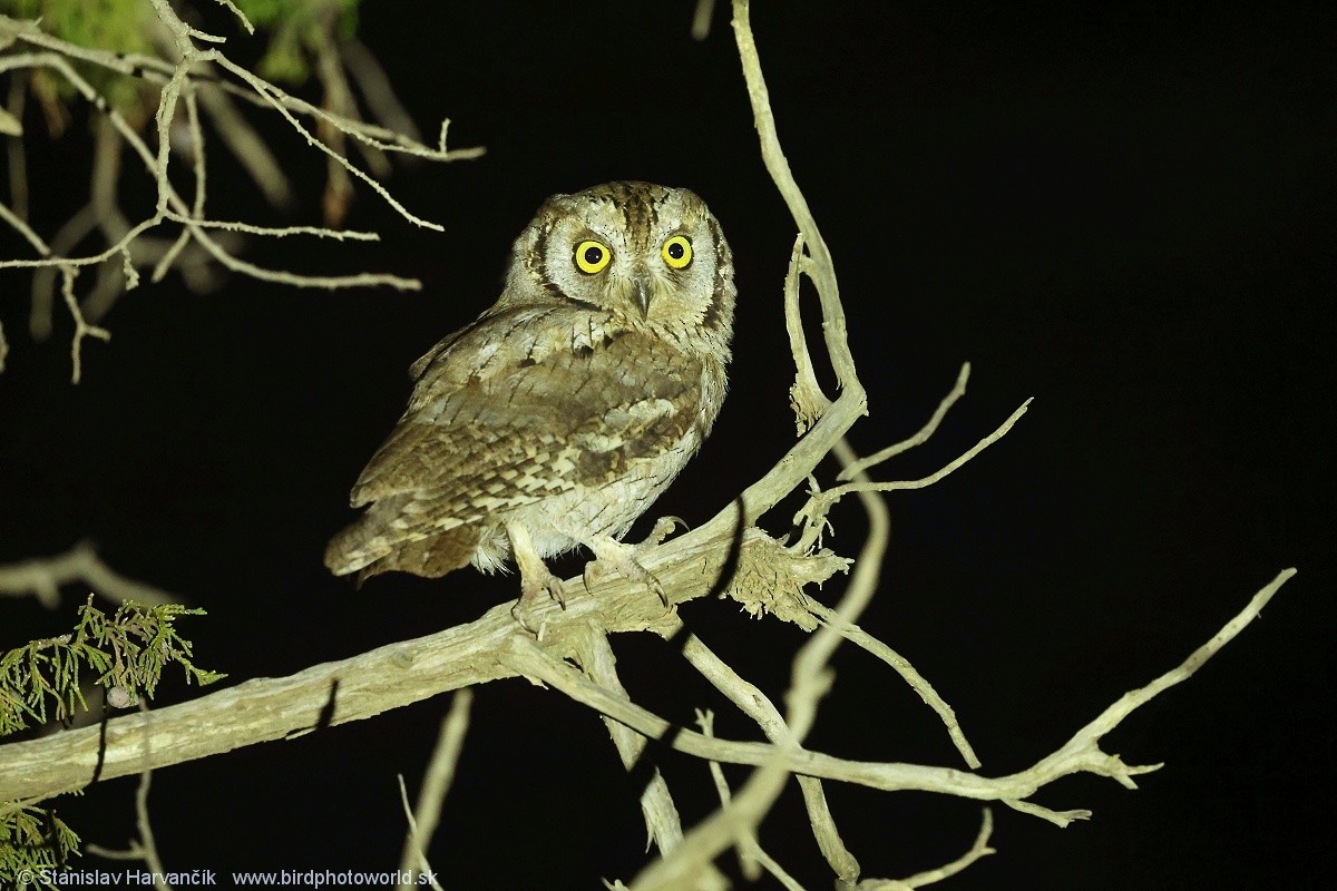 Arabian Scops-Owl - ML632129348