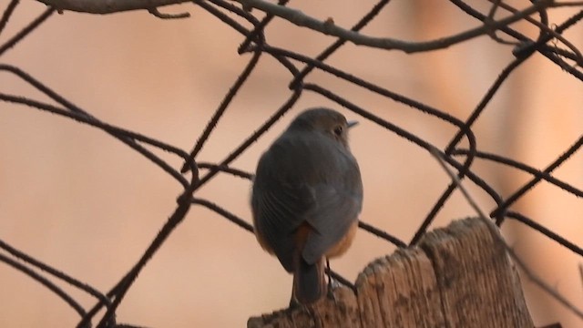 Мойлон гал сүүлт - ML632129366