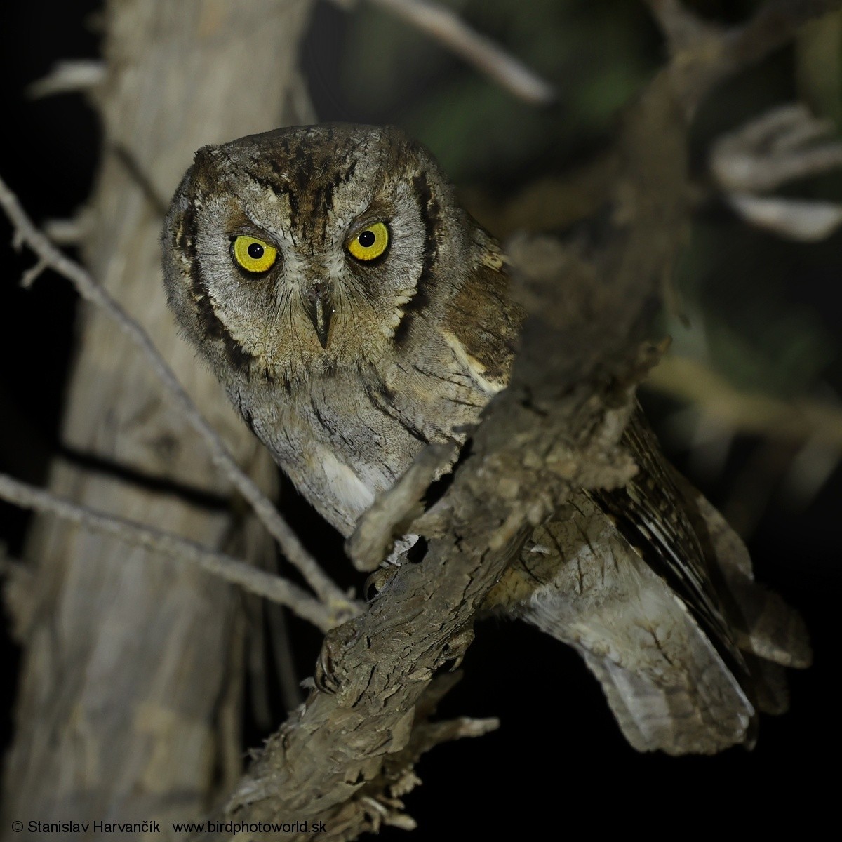 Arabian Scops-Owl - ML632129564