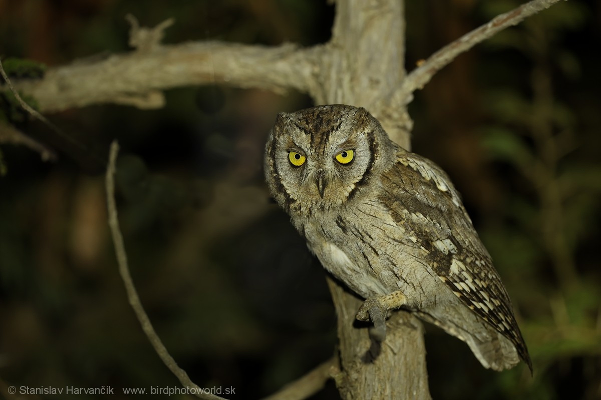 Arabian Scops-Owl - ML632129565