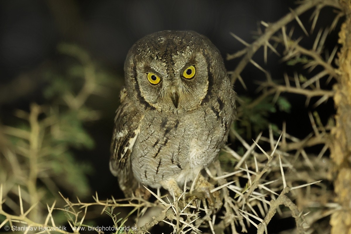 Arabian Scops-Owl - ML632129566