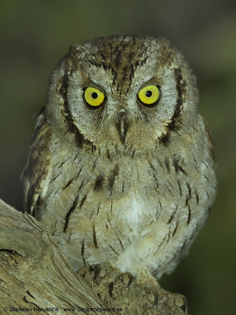 Arabian Scops-Owl - ML632129567