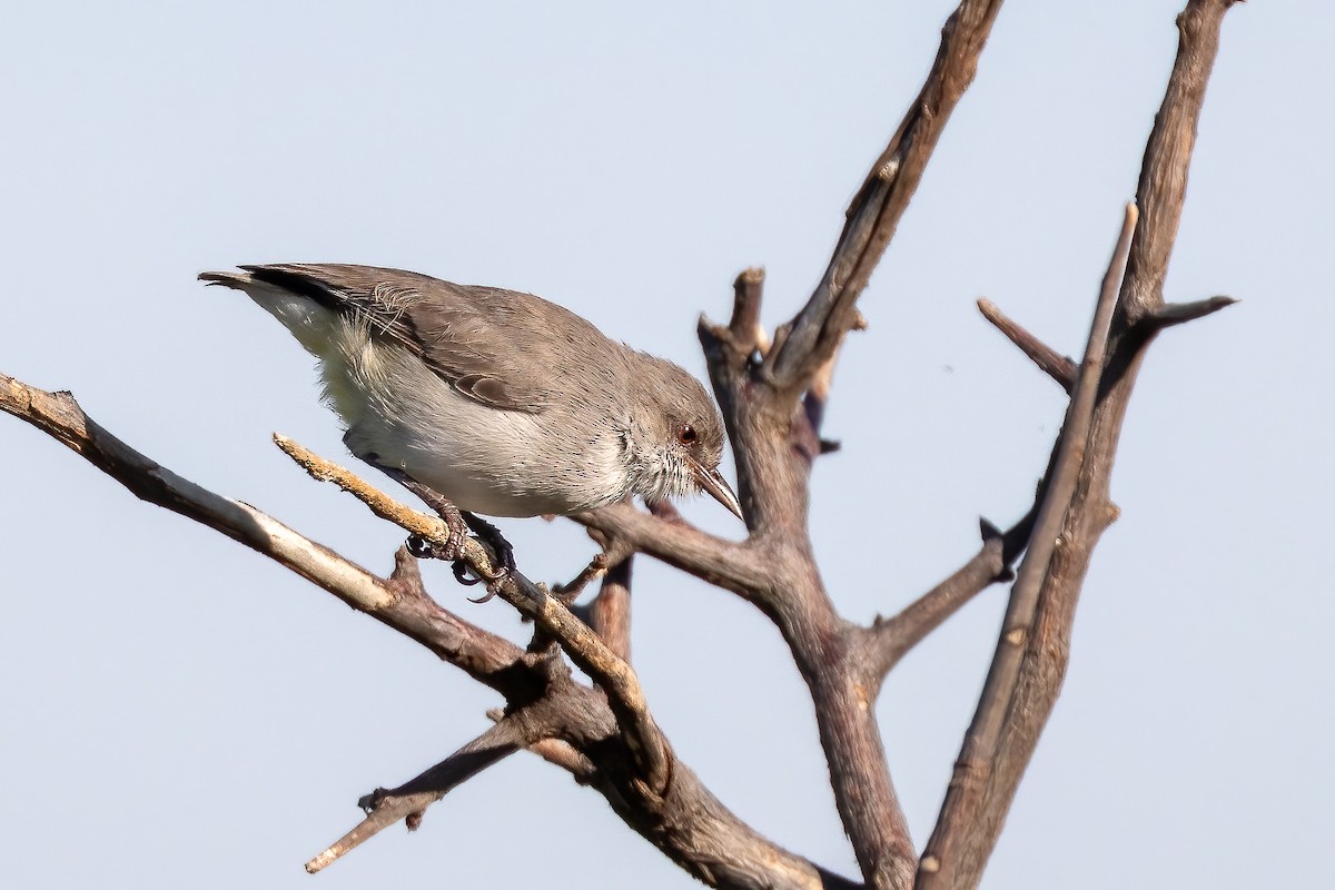Yellow-vented Eremomela - ML632129765