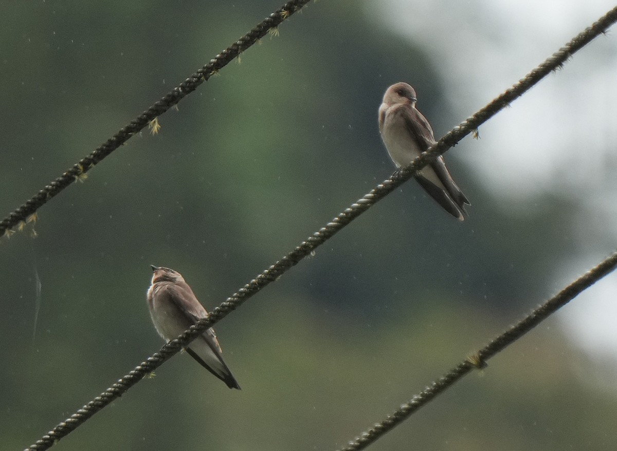 Northern Rough-winged Swallow - ML632129792