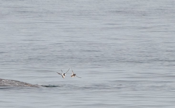 Purple Sandpiper - ML632129825