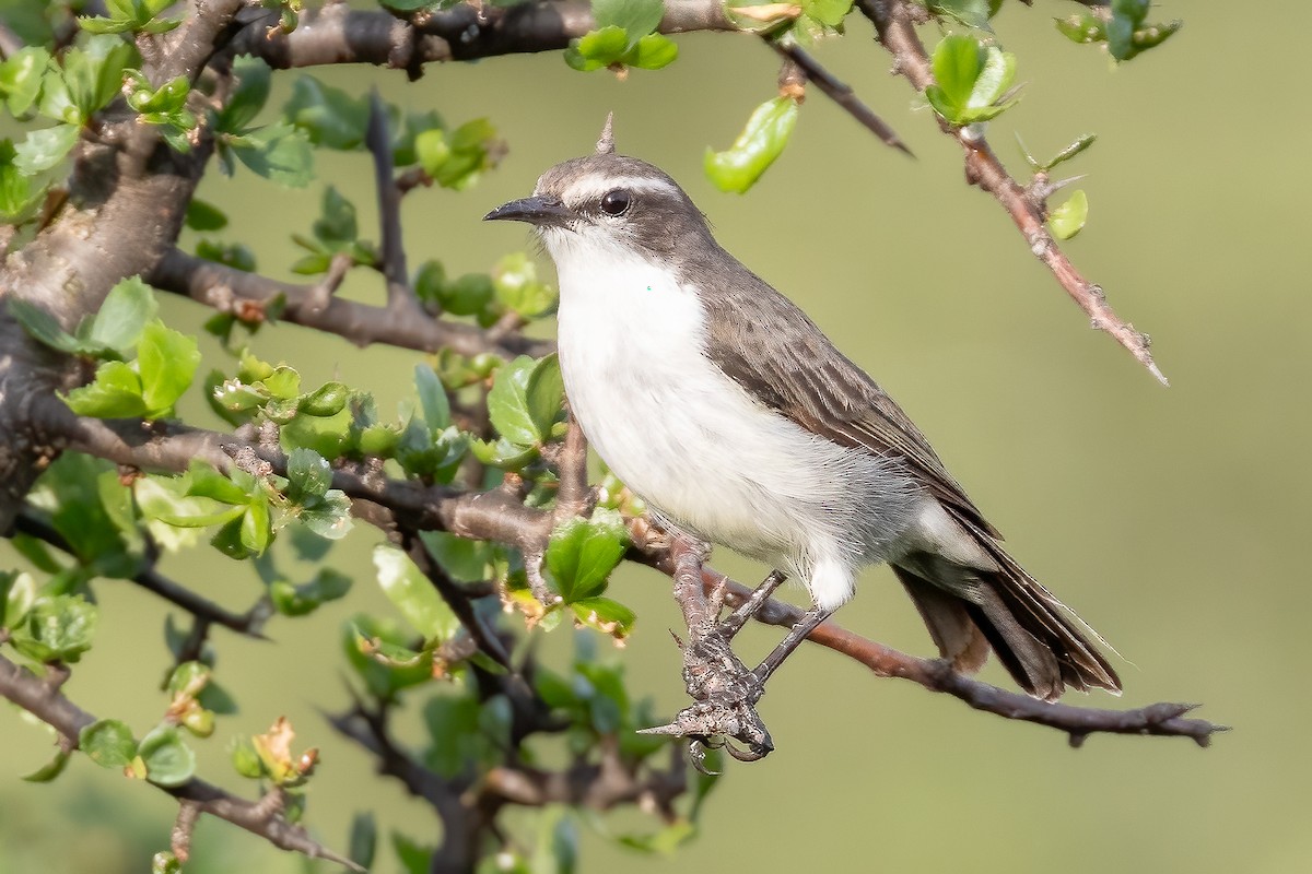 Eastern Violet-backed Sunbird - ML632129830