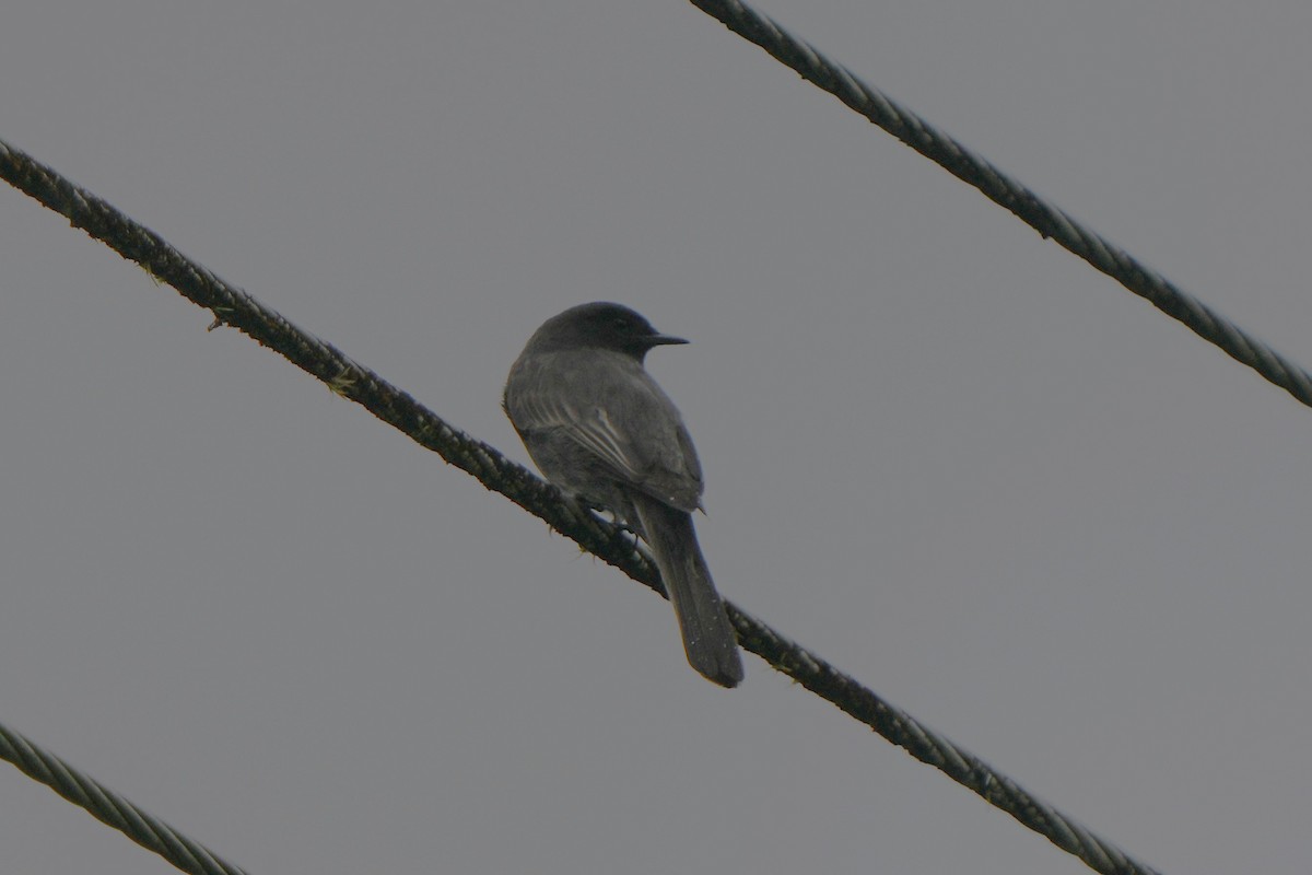 Black Phoebe - ML632129856