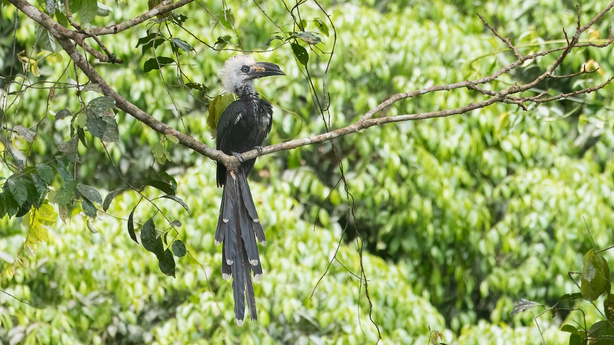 Western Long-tailed Hornbill - ML632129874