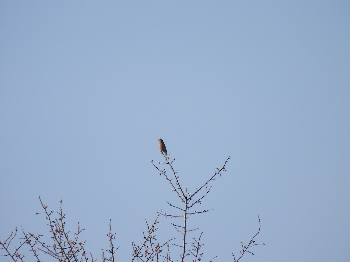 Eurasian Linnet - ML632129924
