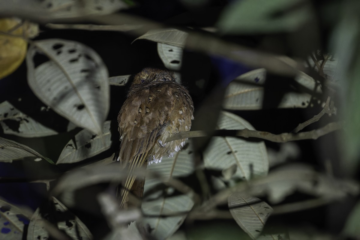 Rufous Potoo - ML632130018