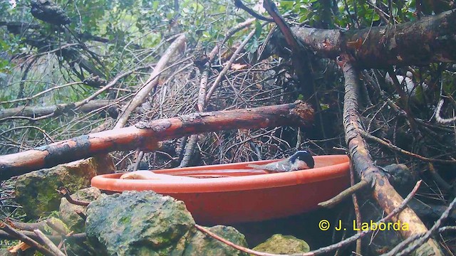 ヒガラ - ML632130036