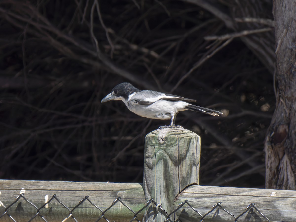 Gray Butcherbird - ML632130115