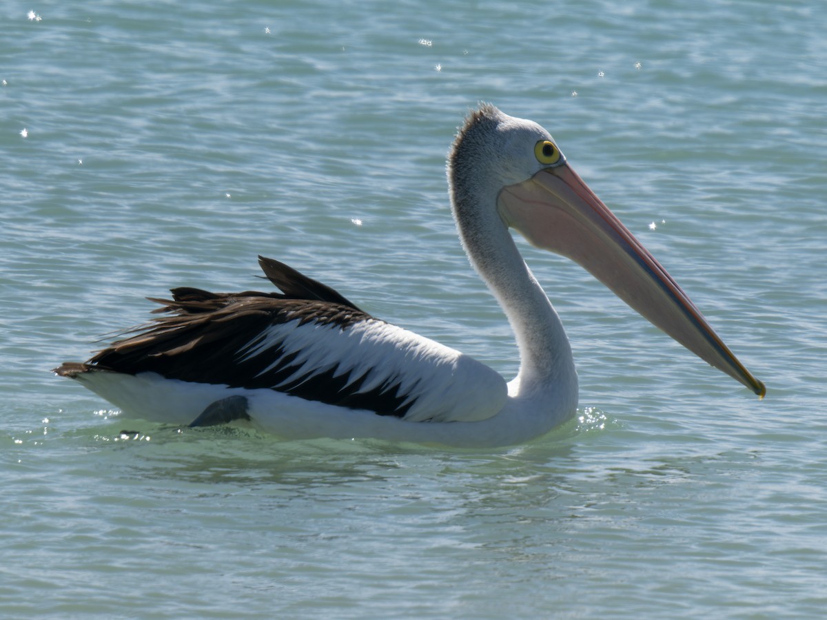 Australian Pelican - ML632130119
