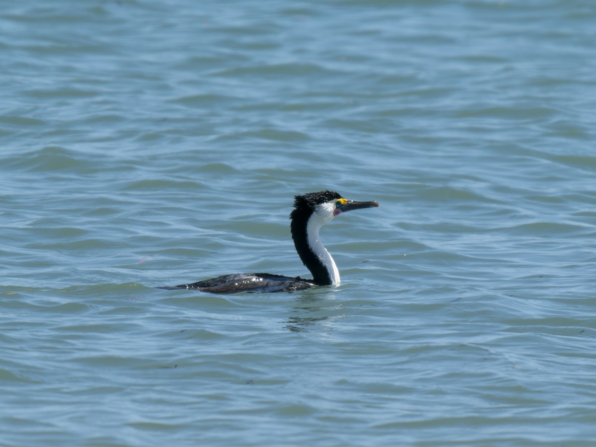 Pied Cormorant - ML632130122