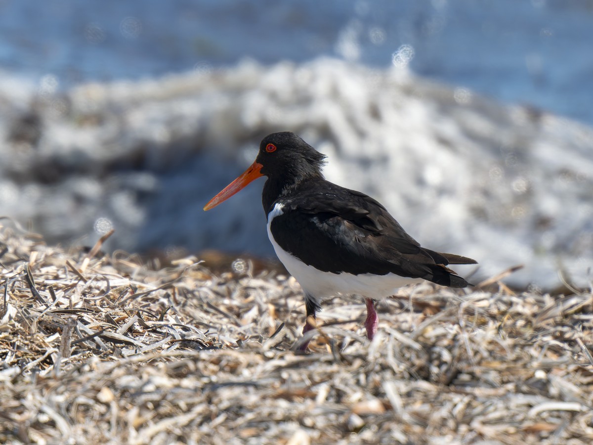 Pied Oystercatcher - ML632130127