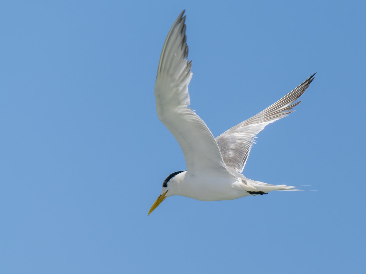 Great Crested Tern - ML632130131