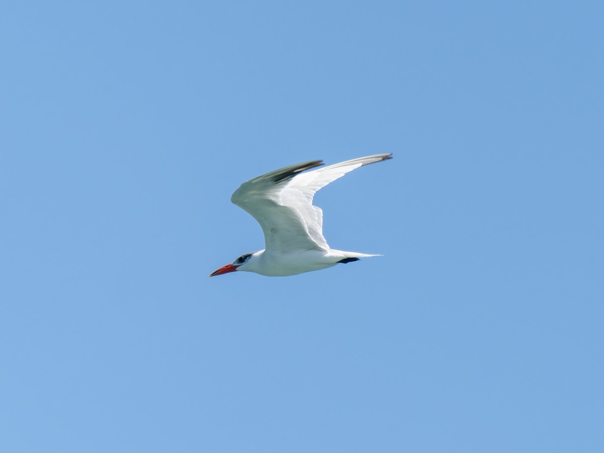 Caspian Tern - ML632130132