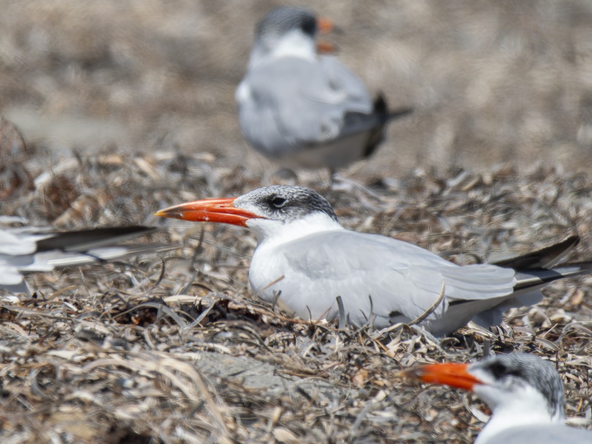 Caspian Tern - ML632130134
