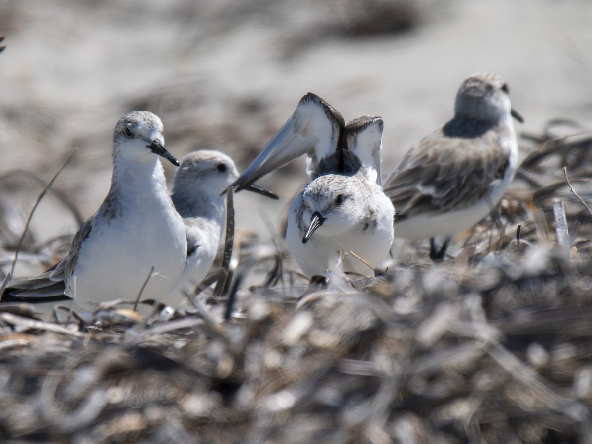 Sanderling - ML632130135