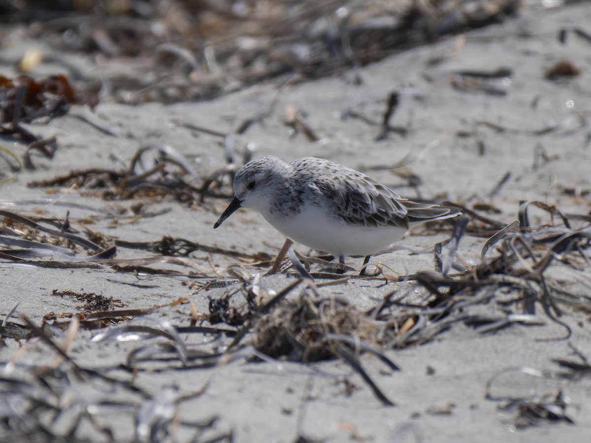 Sanderling - ML632130136