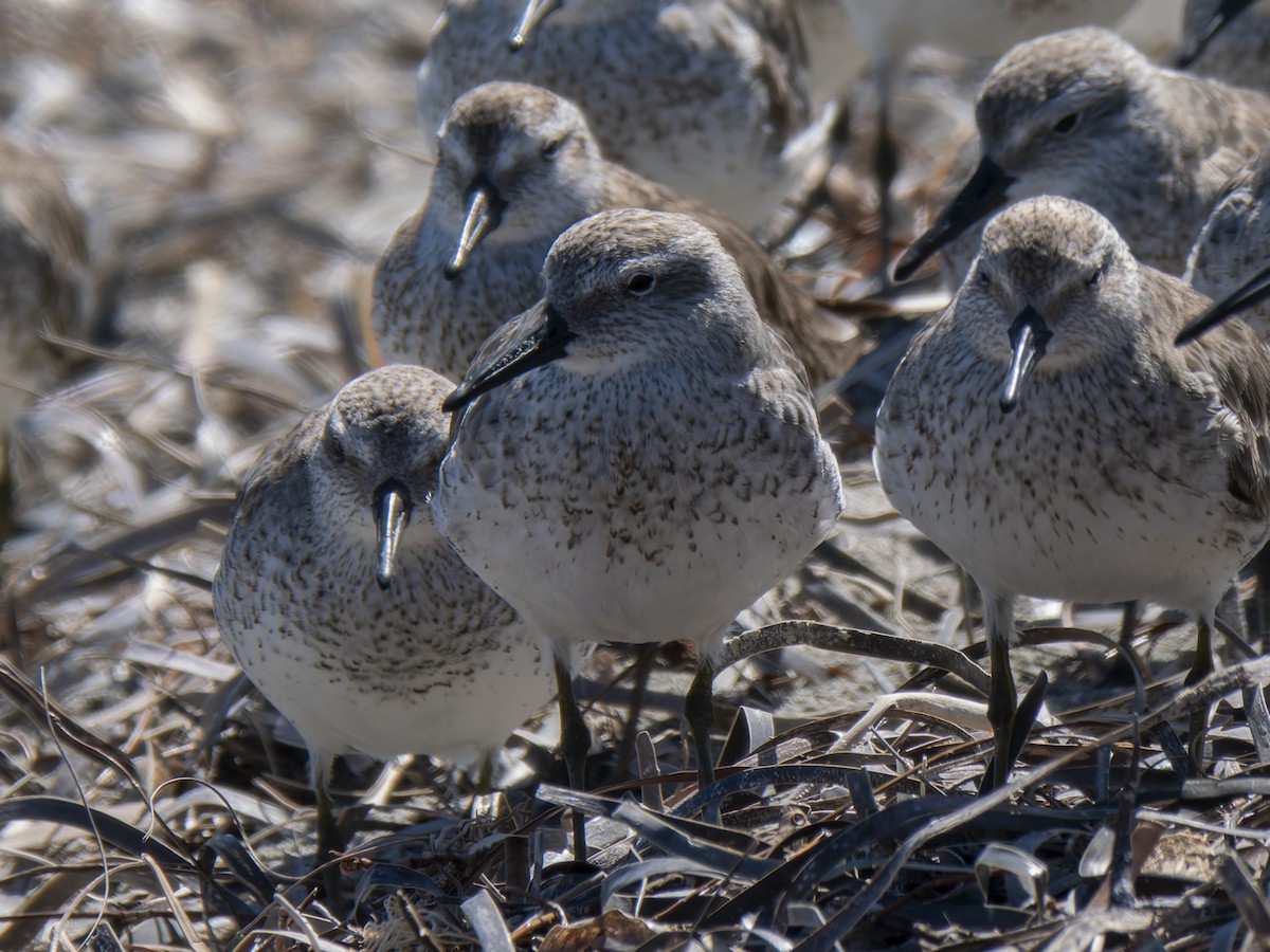 Red Knot - ML632130137