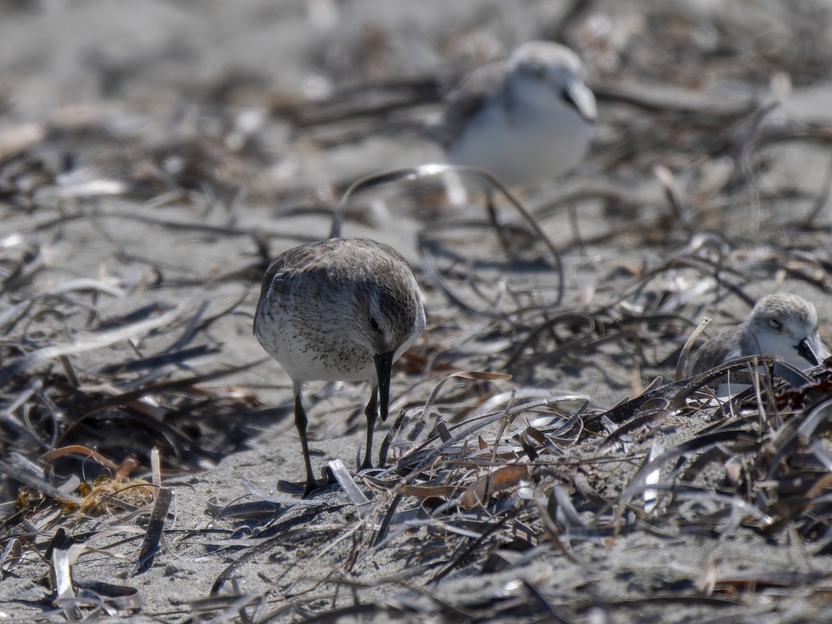 Red Knot - ML632130139
