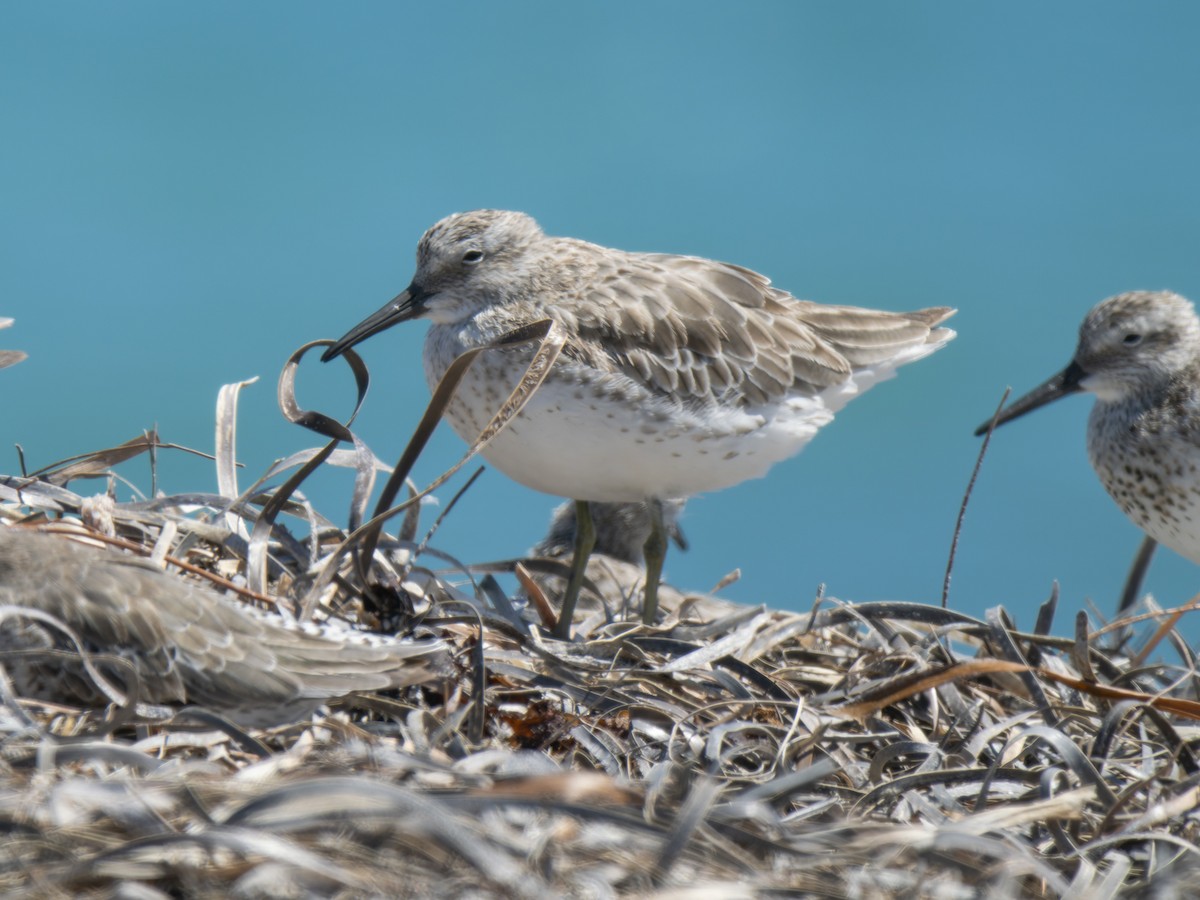 Great Knot - ML632130140