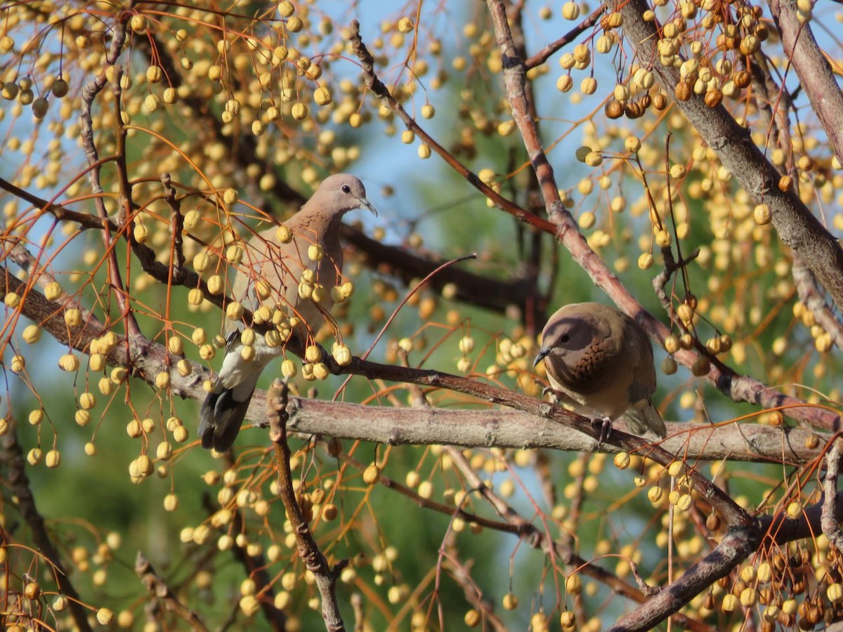 Laughing Dove - ML632130198