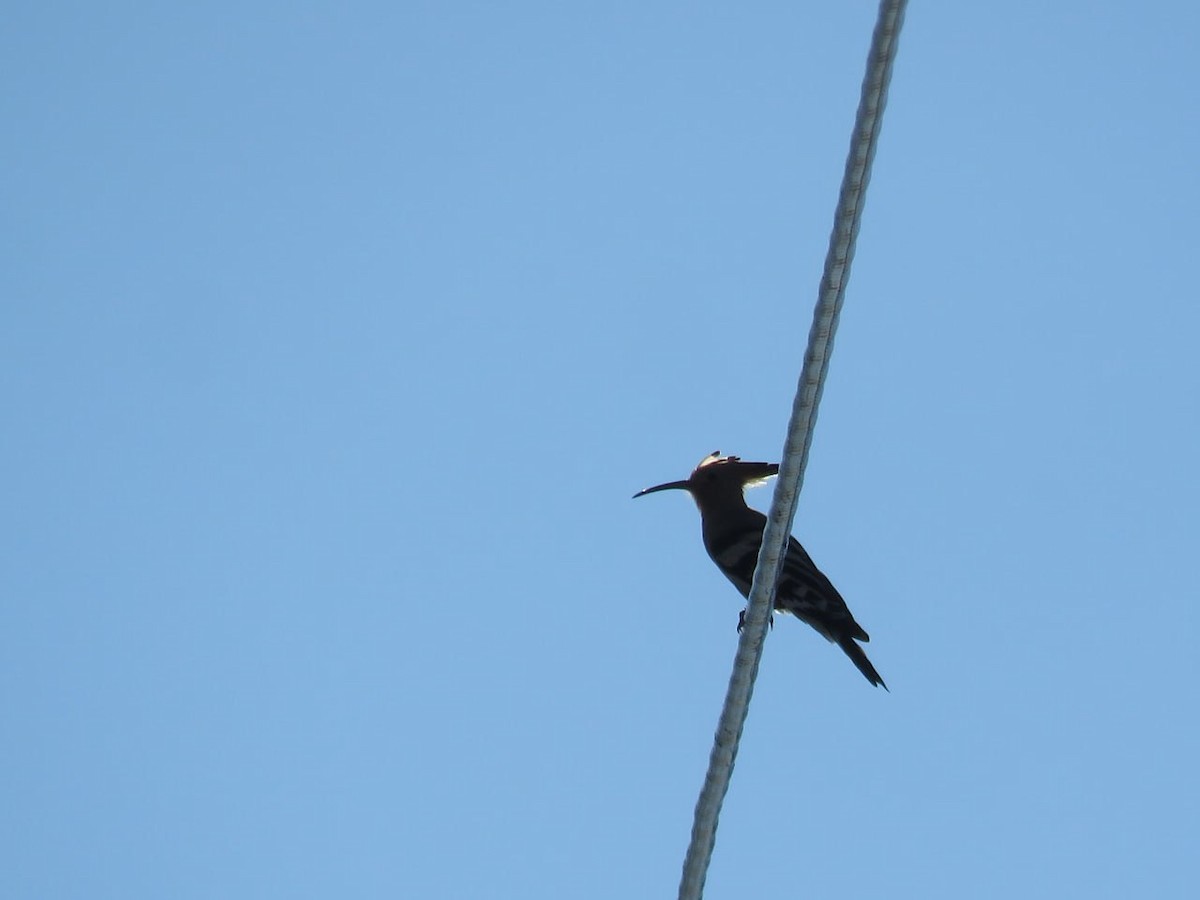 Common Hoopoe - ML632130202
