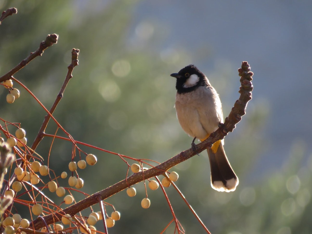 White-eared Bulbul - ML632130211