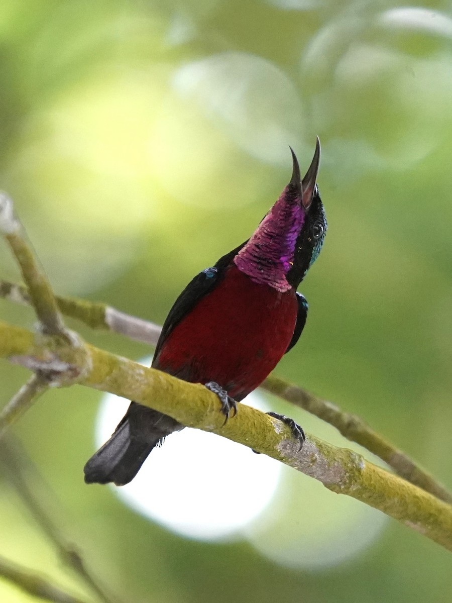 Van Hasselt's Sunbird - ML632130615