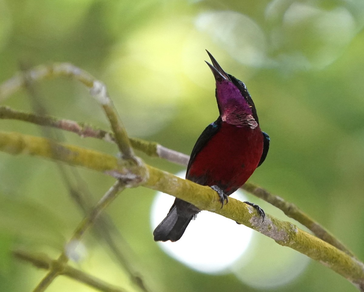 Van Hasselt's Sunbird - ML632130616
