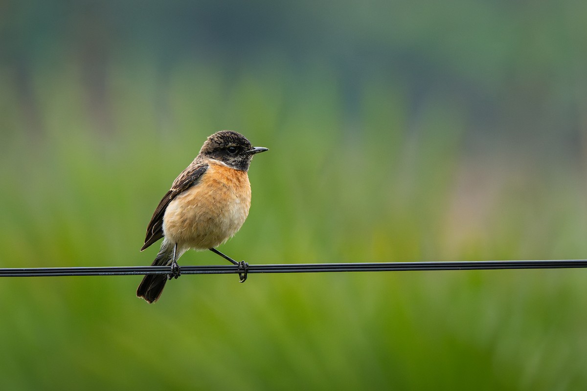 Siberian Stonechat (Przevalski's) - ML632130896