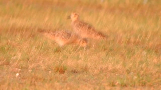 Pacific Golden-Plover - ML632130927