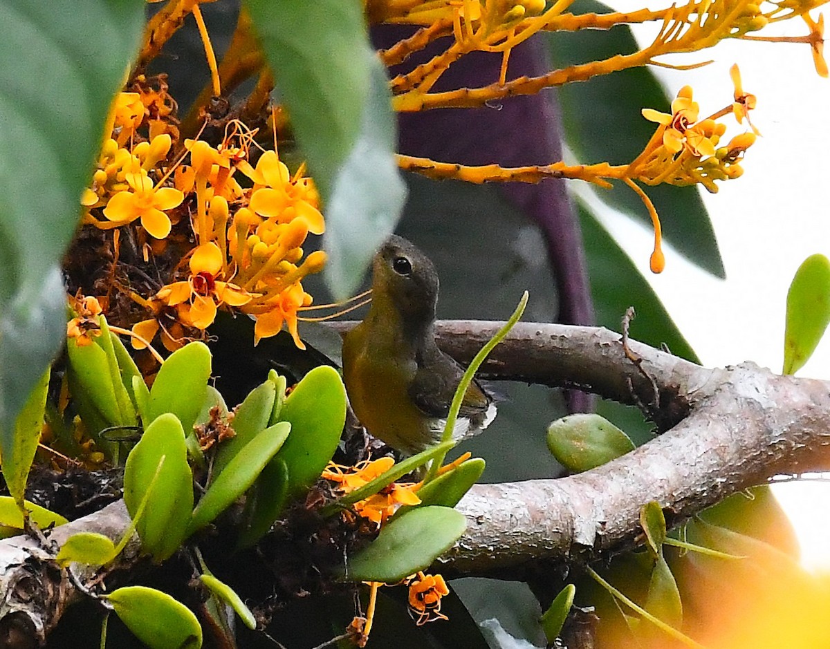 Van Hasselt's Sunbird - ML632131010