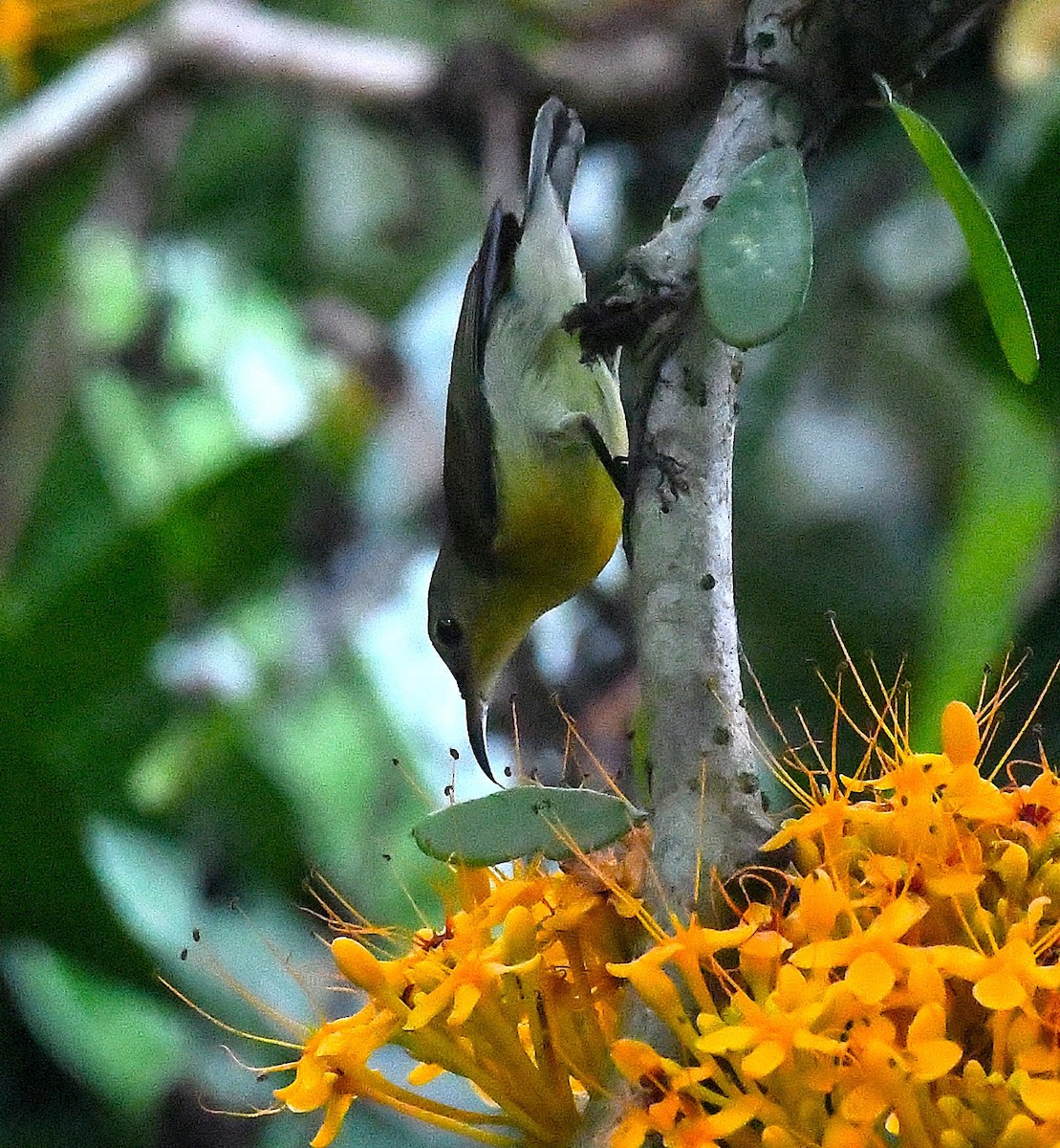 Van Hasselt's Sunbird - ML632131012