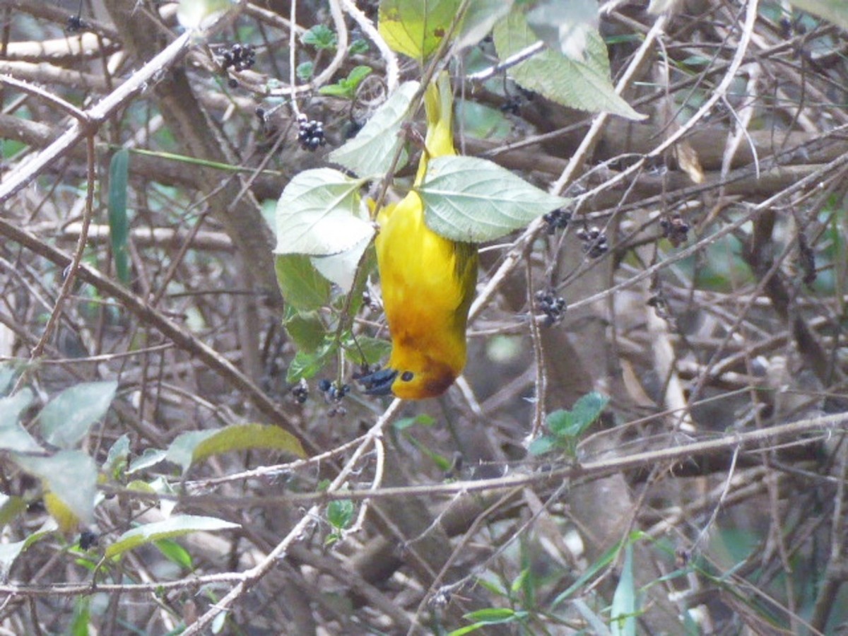 Taveta Golden-Weaver - ML632131128