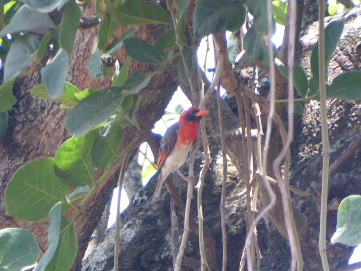 Red-headed Weaver - ML632131134