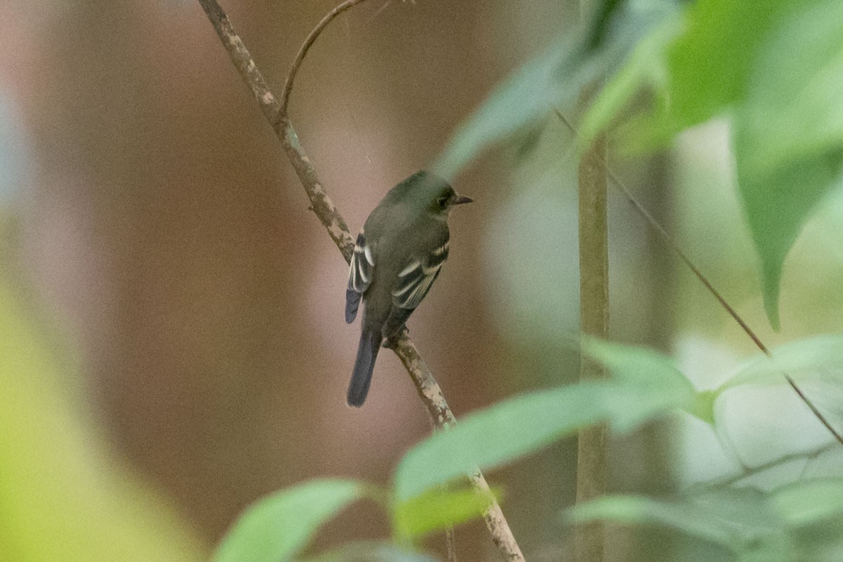 Acadian Flycatcher - ML632131207
