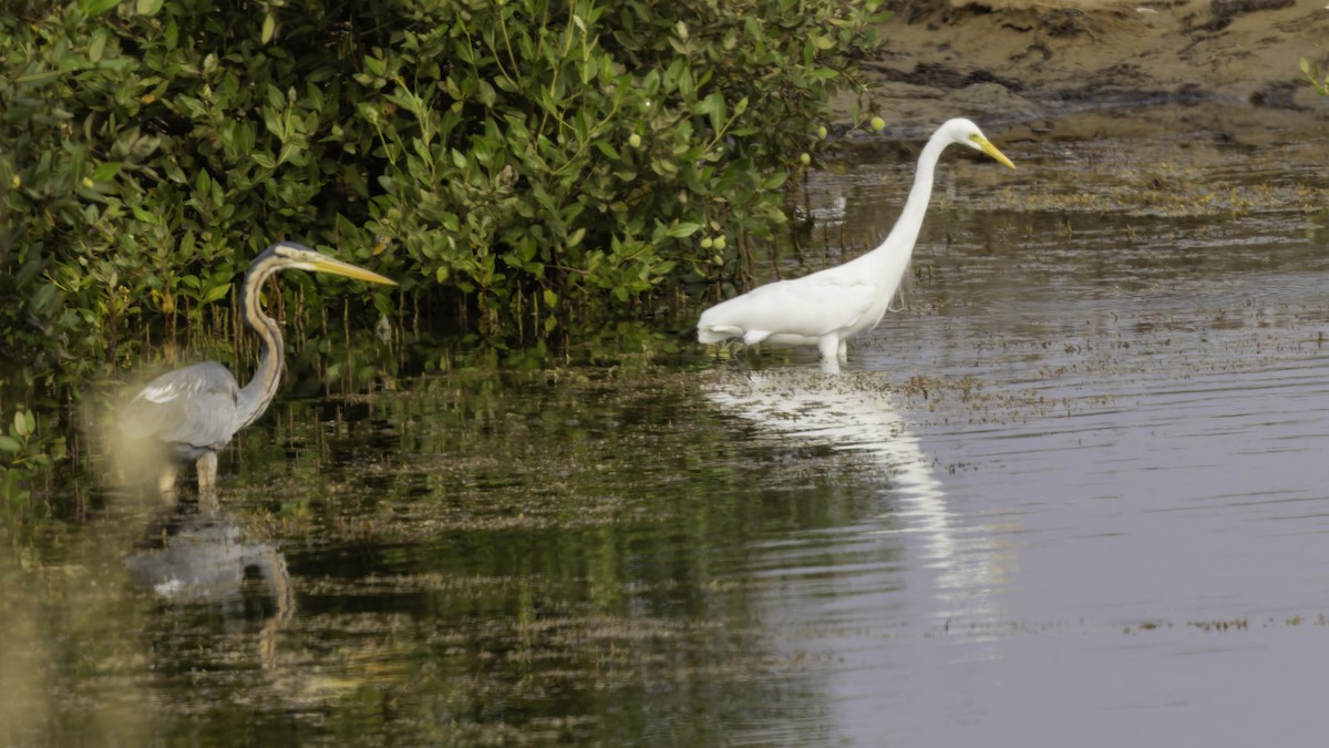 Yellow-billed Egret - ML632131446