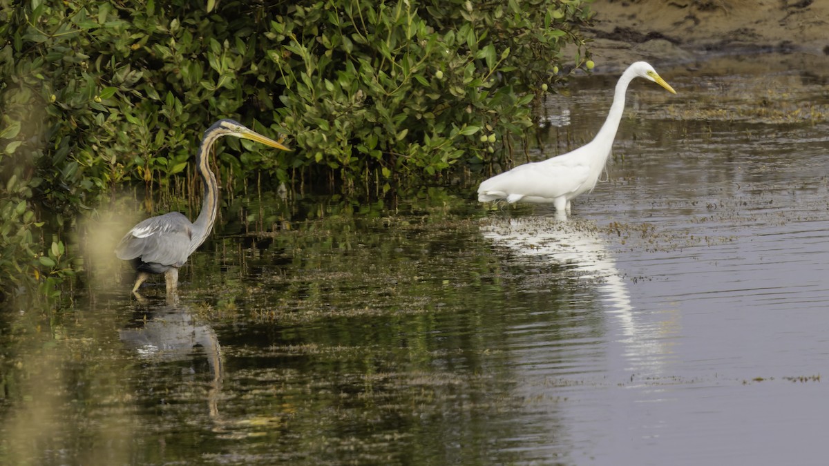 Yellow-billed Egret - ML632131447