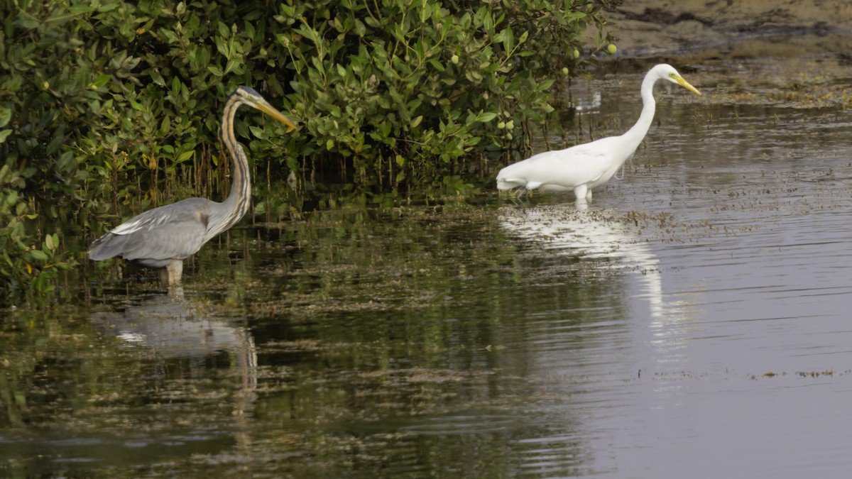 Yellow-billed Egret - ML632131448