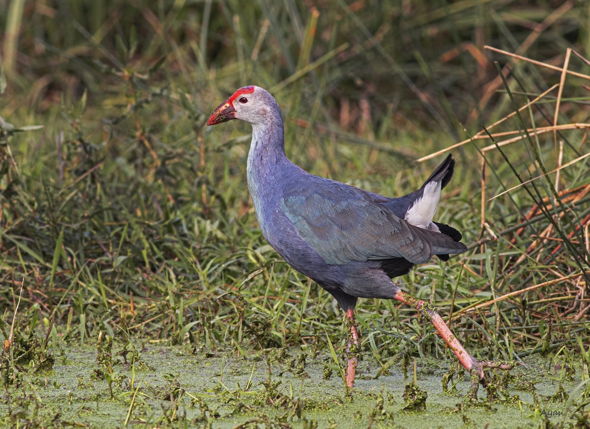Talève à tête grise - ML632131571